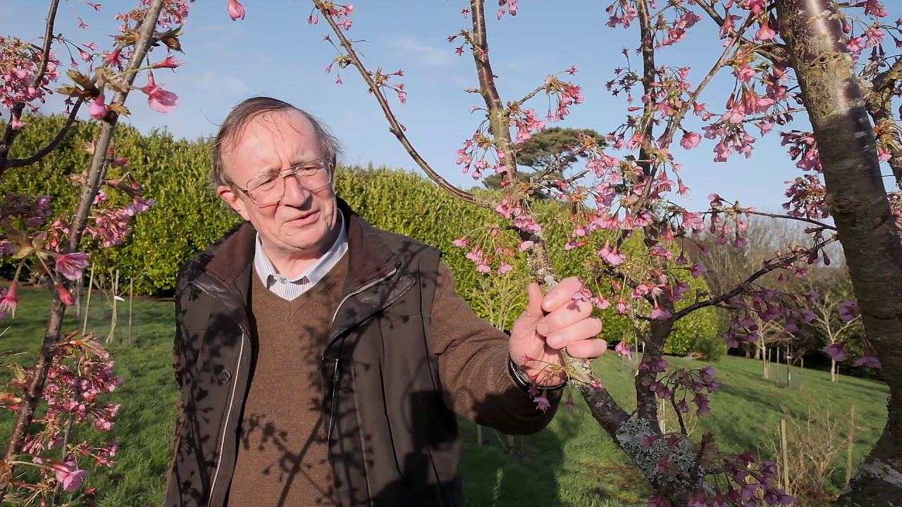 Early Flowering Prunus trees - Burncoose Nurseries