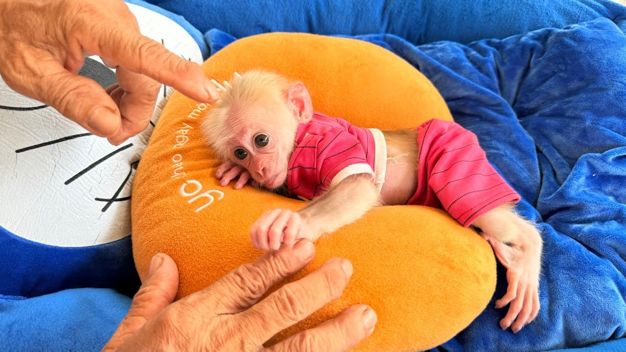 Monkey Kyo cherishes memories of his grandparents!