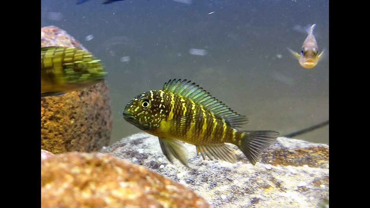 Lake Tanganyika Tropheus Biotope