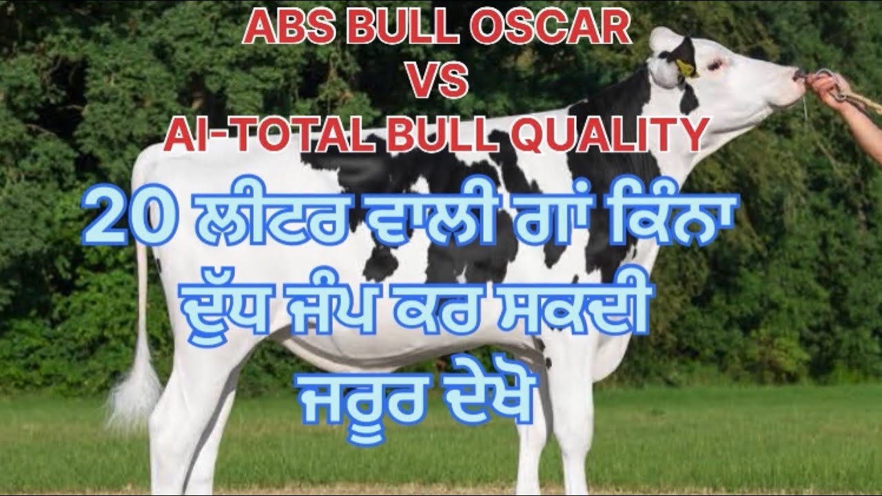 ABS BULL OSCAR VS AI-TOTAL BULL QUALITY 20 ਲੀਟਰ ਵਾਲੀ ਗਾਂ ਕਿੰਨਾ ਦੁੱਧ ਜੰਪ ਕਰ ਸਕਦੀ ਜਰੂਰ ਦੇਖੋ