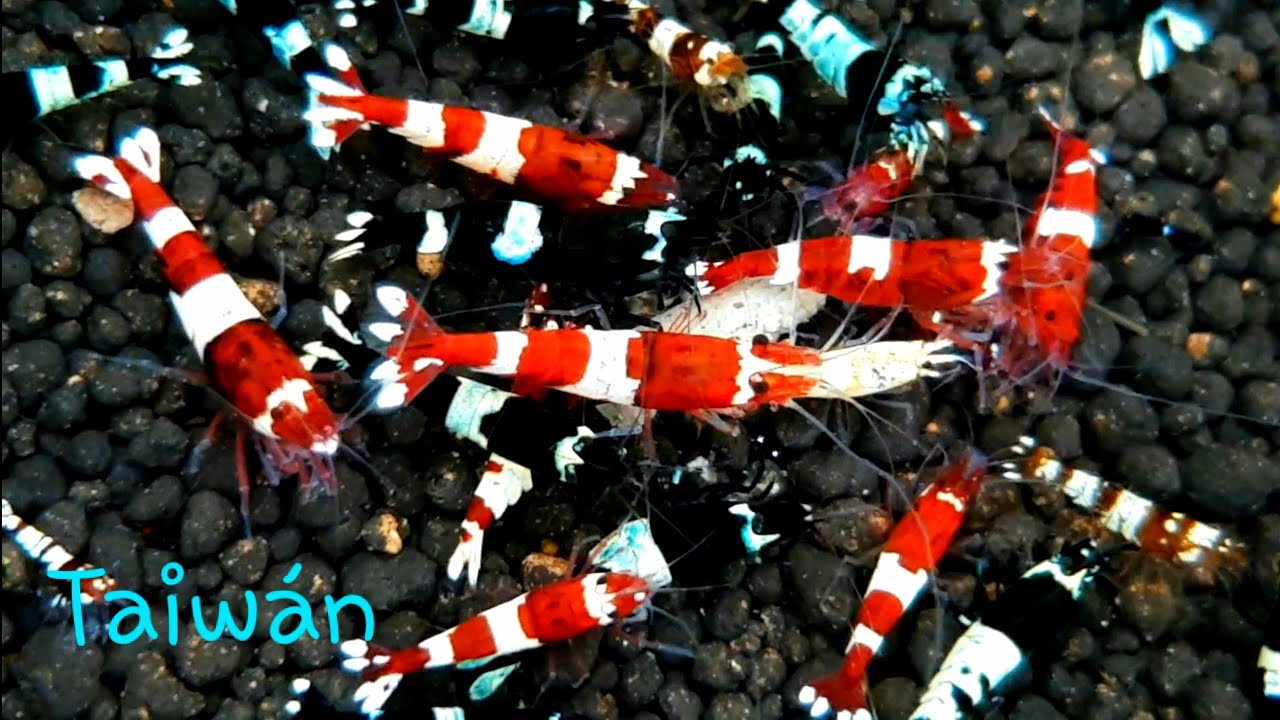 Genetica caridinas / Taiwan / Capitulo 2