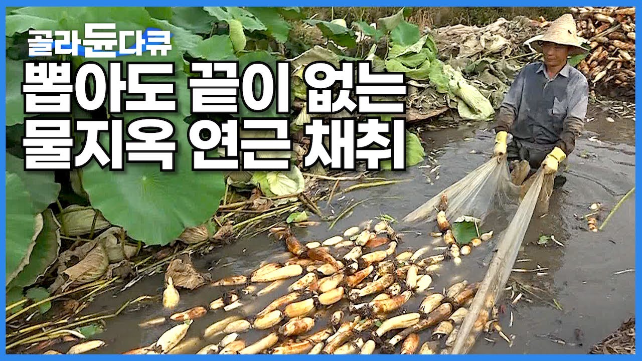 중국에서 인기? 키우면 막 자라는데도 수요 못 따라간다는 물지옥 연근 채취 과정┃땅속에 박힌 1미터 줄줄이 연근을 뿌리째 뽑아라!┃중국 밥상 인기 음식┃극한직업┃#골라듄다큐