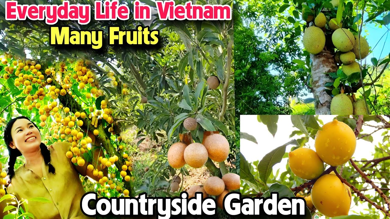 Daily Life in Vietnam #13 : The garden was filled with many sweet fruit trees.