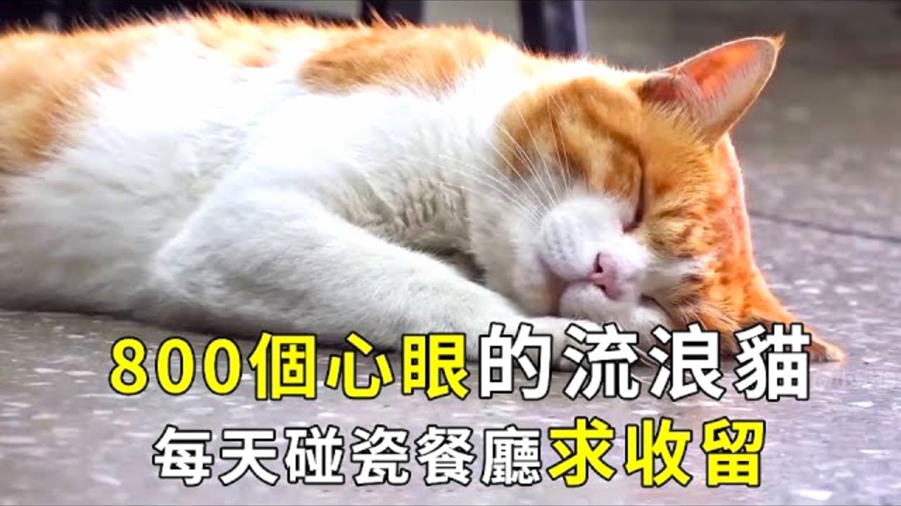 流浪猫闯进餐厅倒头就睡，谁也叫不醒，碰瓷得老板无可奈何只好收留！【小奶狗观影】