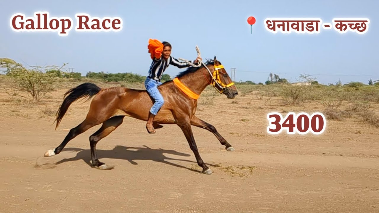 सराडो | 3400 घोड़े ने मारी बाज़ी | Gallop Race | धनावाडा - कच्छ  | The Hunter |