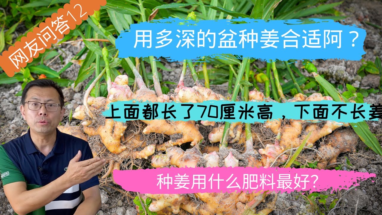 网友问答12：用多深的盆种姜合适？种姜用什么肥料最好？