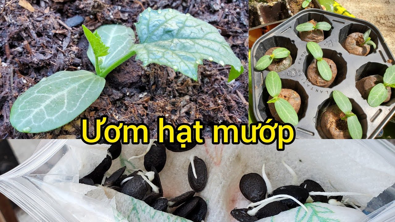 Cách ươm hạt mướp cho cây Khỏe mạnh ở xứ lạnh