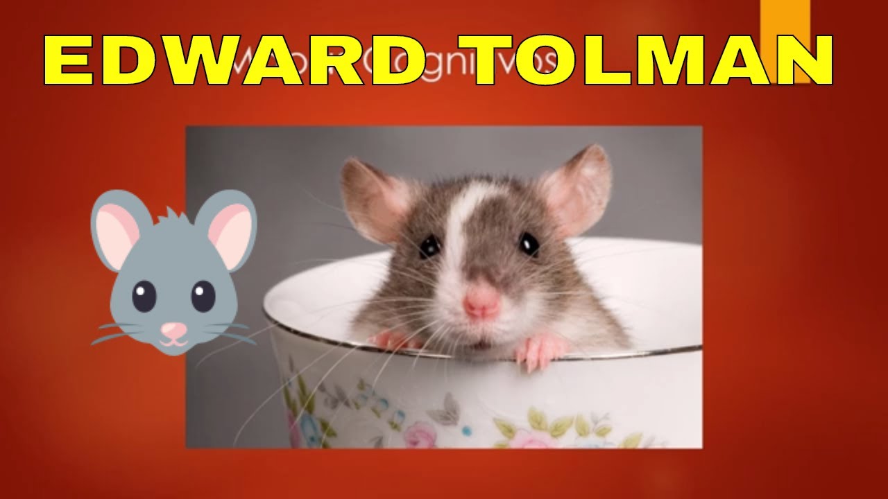 A psicologia de Edward Tolman