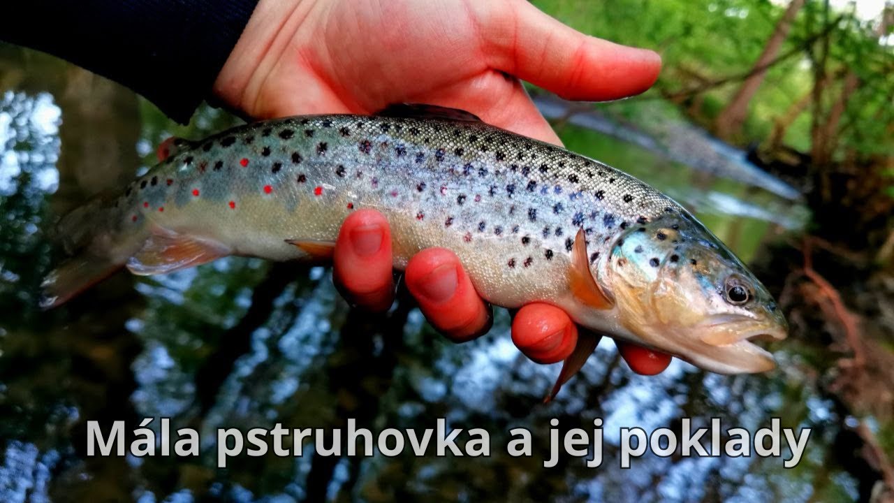 🎣Pstruh Potočný 🎣Krásne Pstruhy Potočné plus nejaké tie rady ako chytám ryby ja na malom potoku