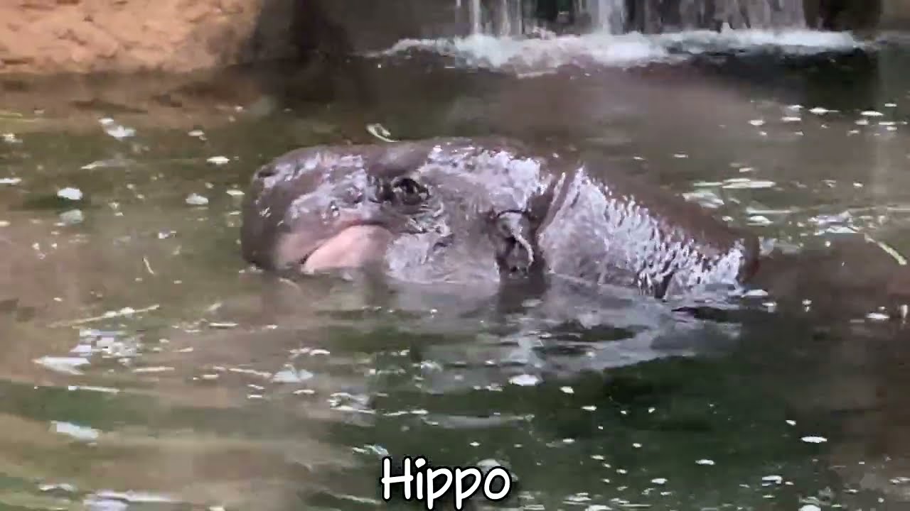 Kobe Animal Kingdom, Japan [Kiwi In Japan 316] #animals #animal #zoo