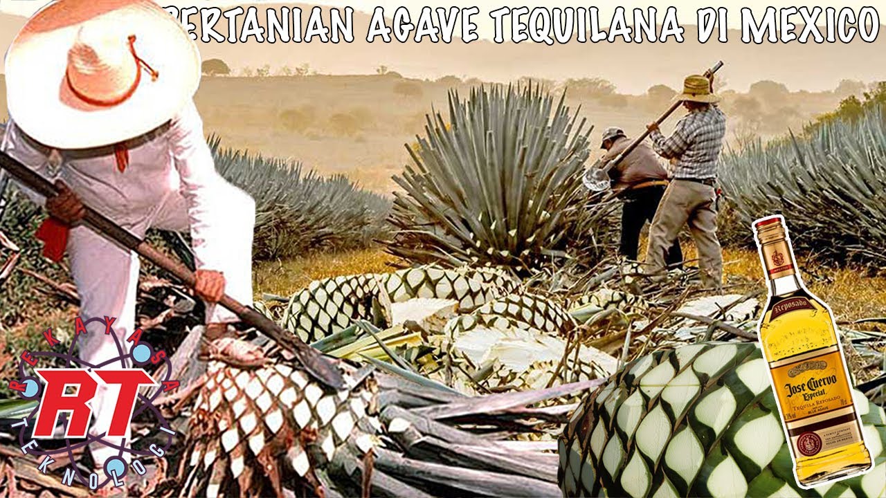 PERTANIAN AGAVE TANAMAN YANG MIRIP NANAS RAKSASA | PROSES PEMBUATAN MINUMAN TEQUILLA