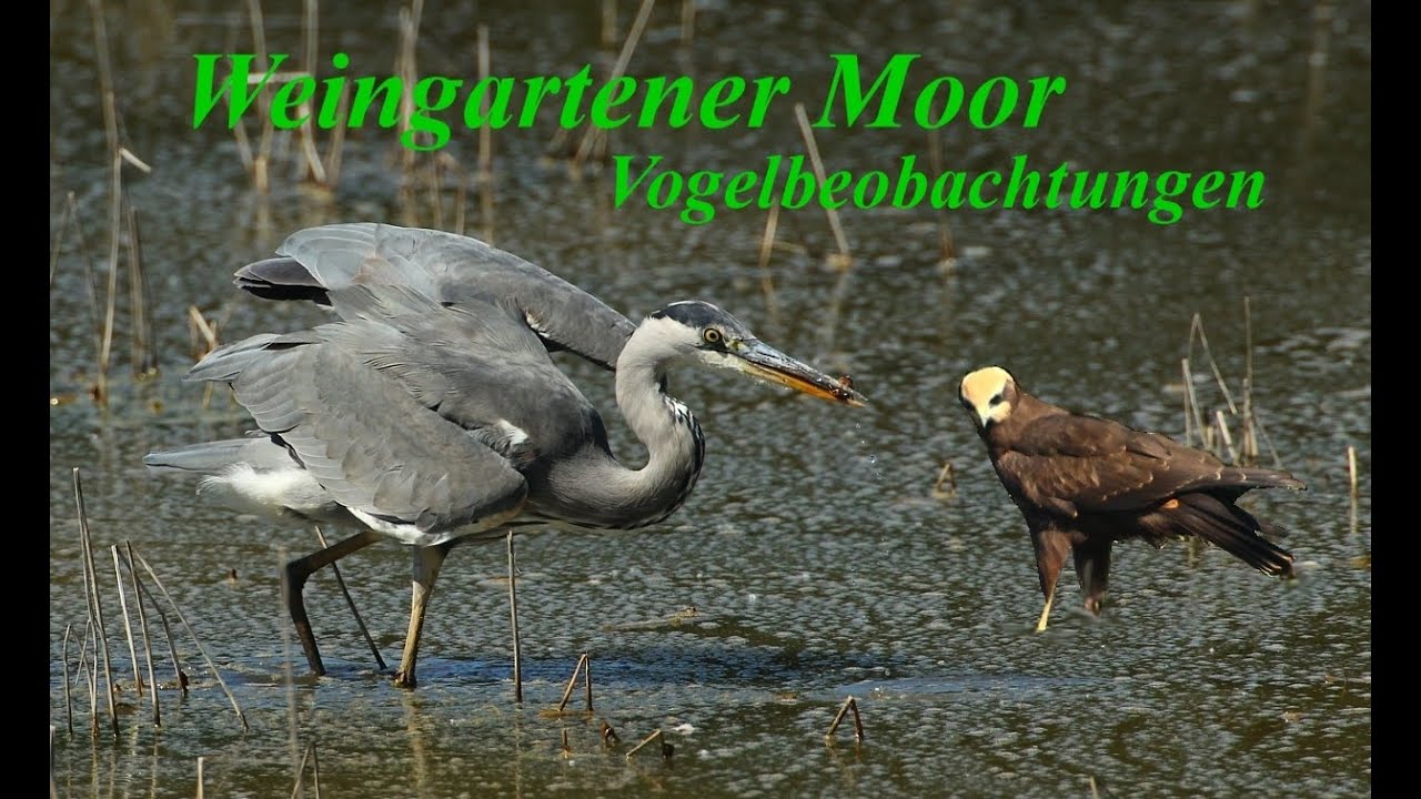Graureiher auf der Jagd im Weingartener Moor. Hunting grey heron. Graureiher, Rohrweihe, Störche
