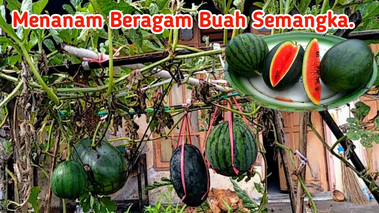 Menanam Beragam Buah Semangka di Polybag||Planting a Variety of Watermelon in Polybags.
