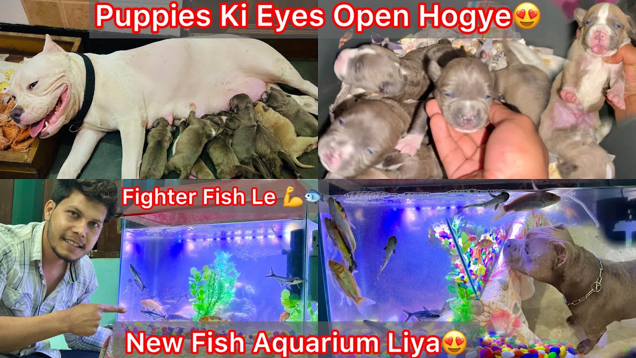 Coco K Puppies Dekhne Gye🐶Rock K Jaisa Puppy Mila😍|| New Fish Aquarium Liya🐠Fighter Fish Le🔥