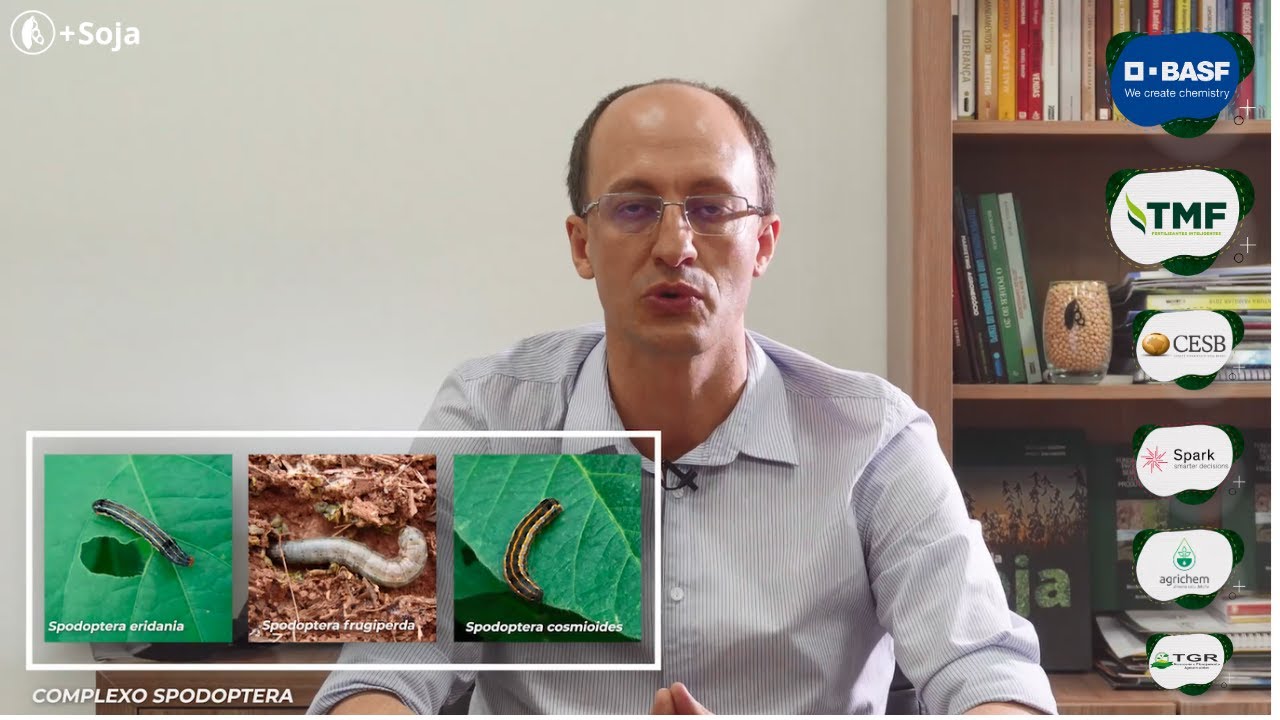 Complexo Spodoptera e a tecnologia BT