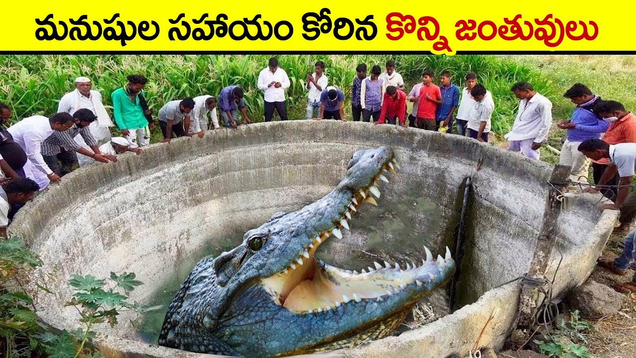 🔵  బావిలో పడ్డ మొసలి | Animals Asked People for Help | facts in telugu | intresting animal facts