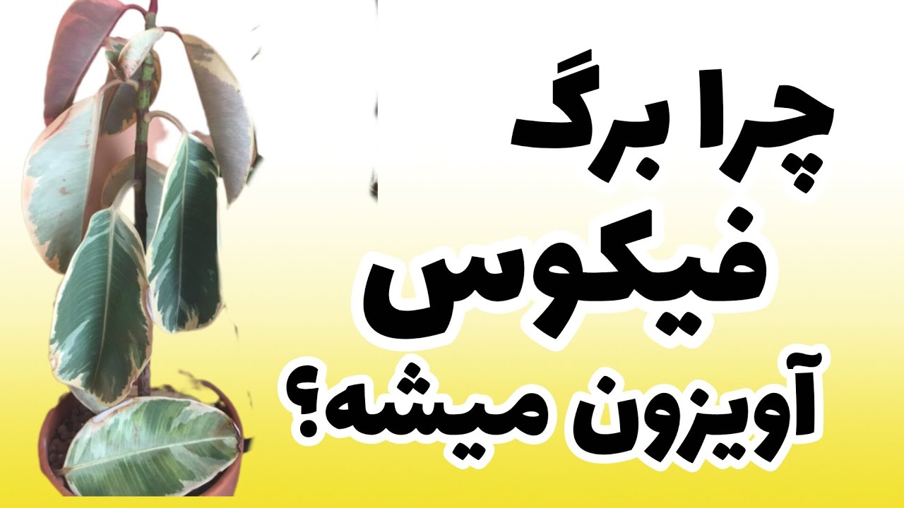 علت افتادگی برگ فیکوس
