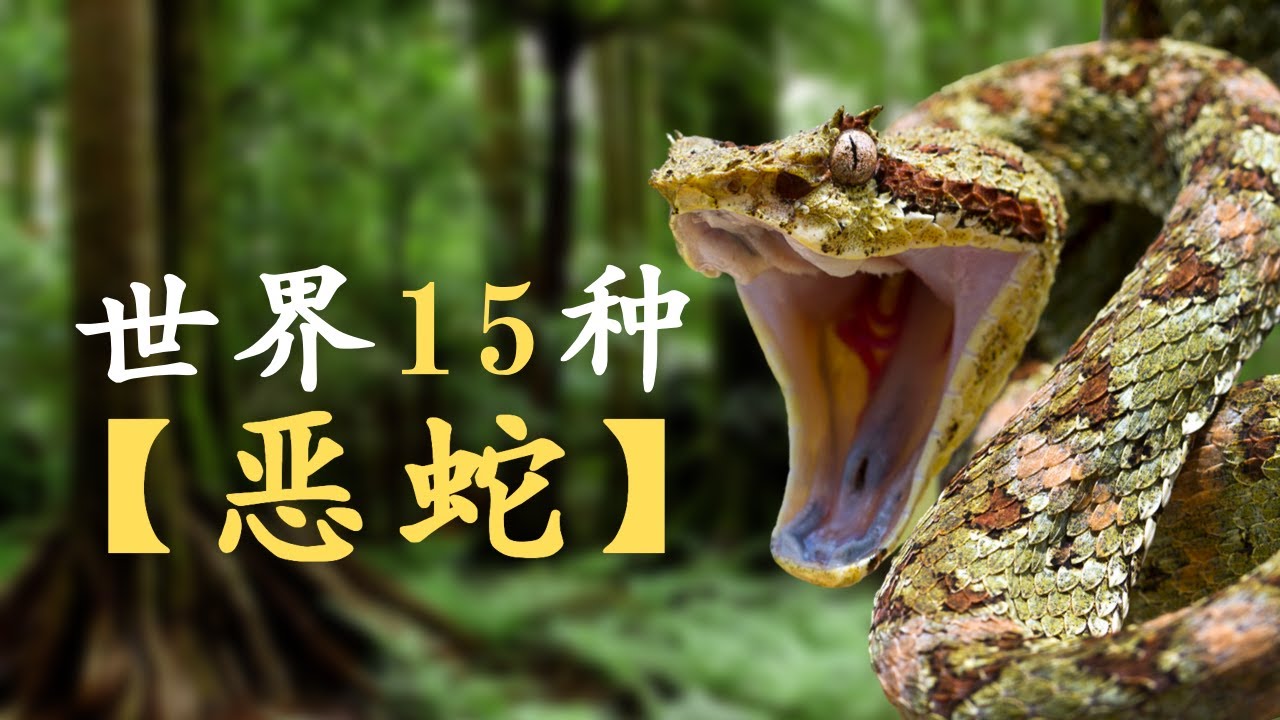 动物 2021: 2021年 动物｜世界15种【恶蛇】｜毒蛇｜坏蛇｜黑曼巴蛇｜眼镜王蛇｜加蓬咝蝰｜动物世界