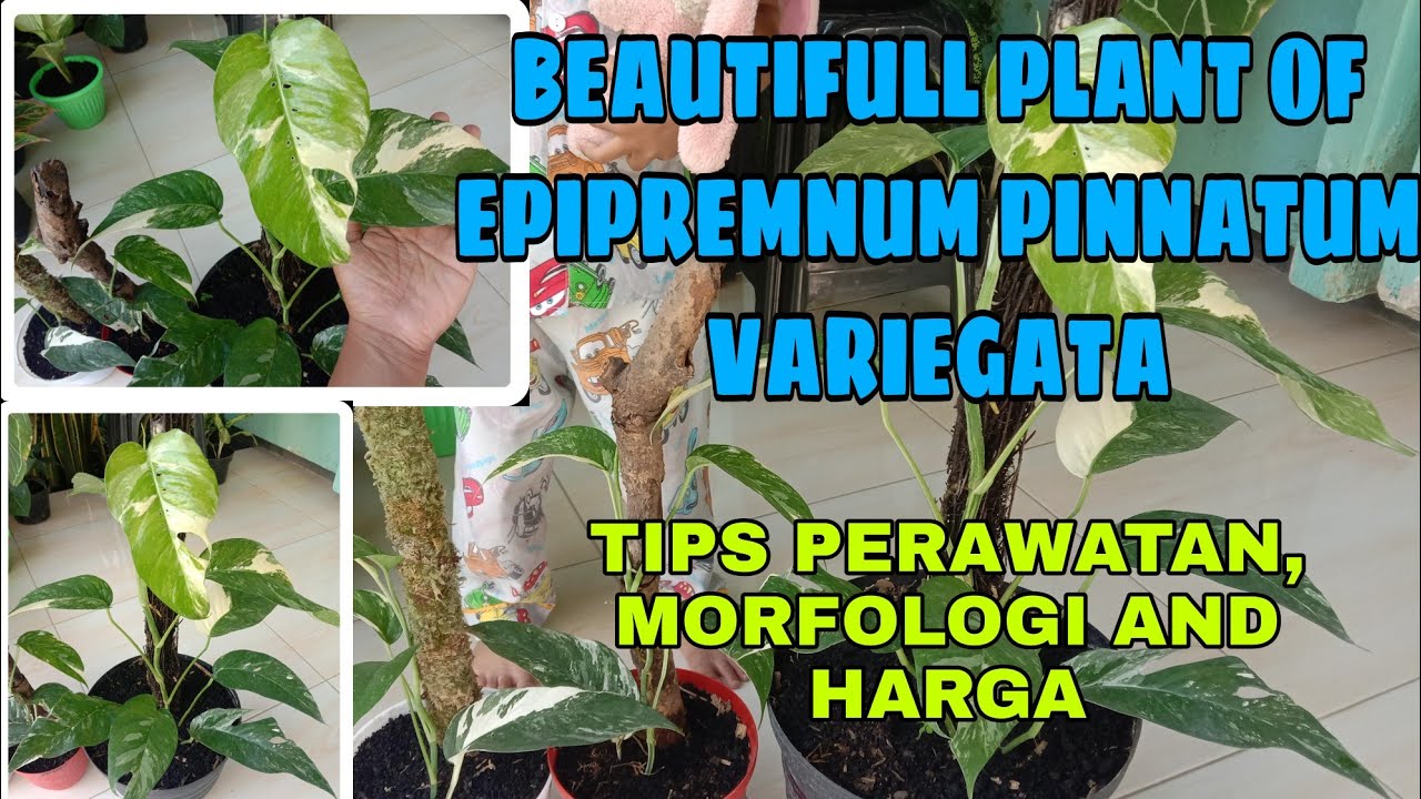 BEAUTIFULL PLANT OF EPIPREMNUM PINNATUM VARIEGATA (TIPS & PERAWATAN)