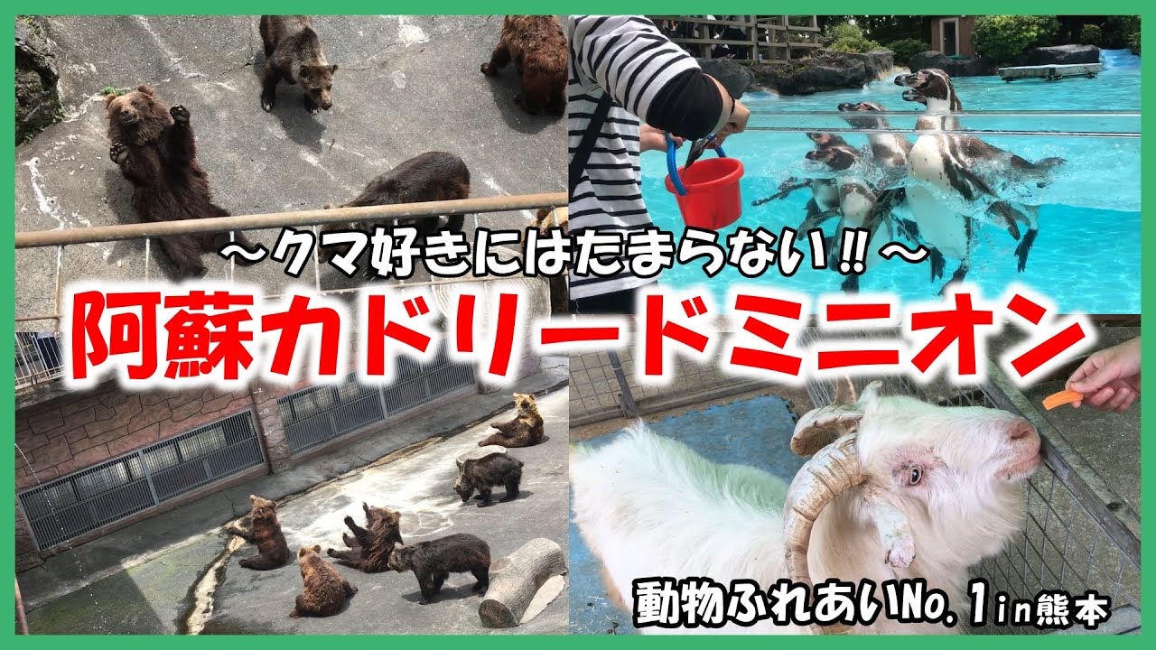 【阿蘇カドリードミニオン】動物ふれあいNo 1in熊本～クマ好きにはたまらない‼～