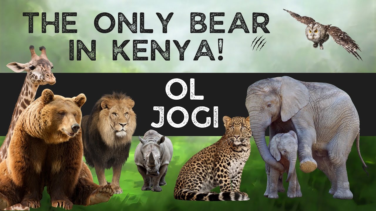 Where can you find the only bear in Kenya??