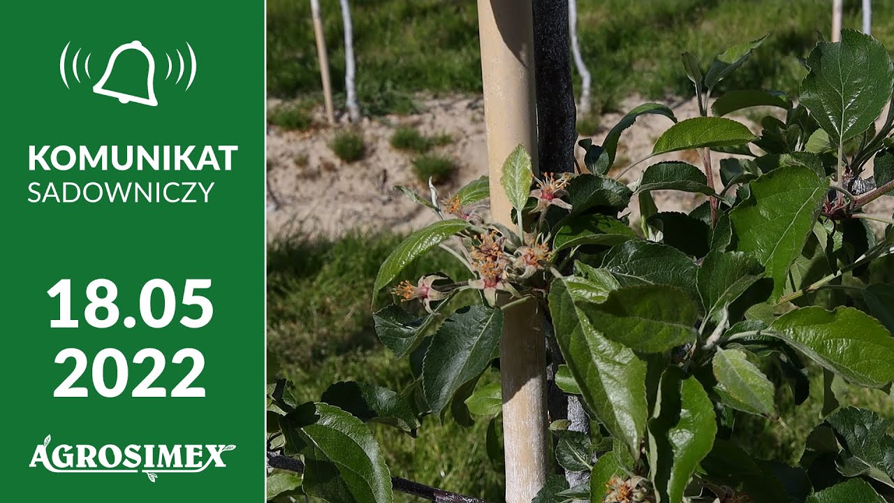 Jabłonie po kwitnieniu - komunikat sadowniczy Agrosimex