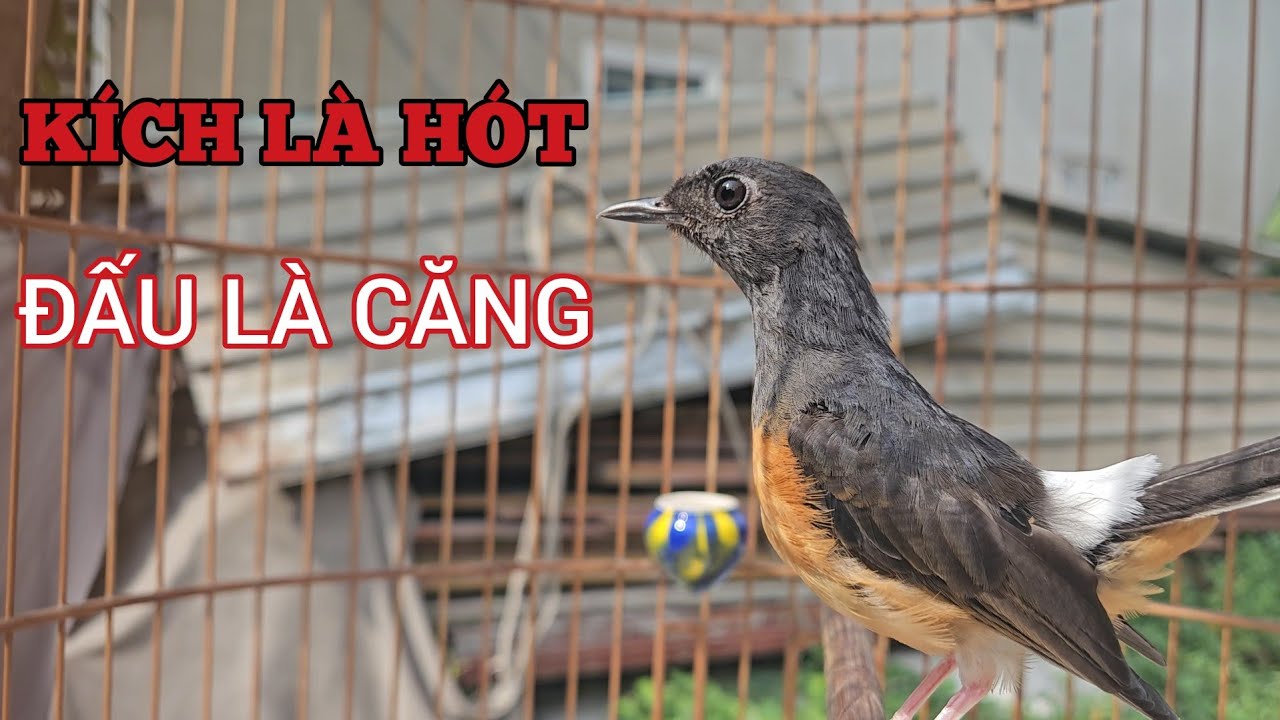 Chòe lửa mái hót đập kích chim trống căng lửa kích chim bổi mở miệng #muraibatubetina  #choeluamai 