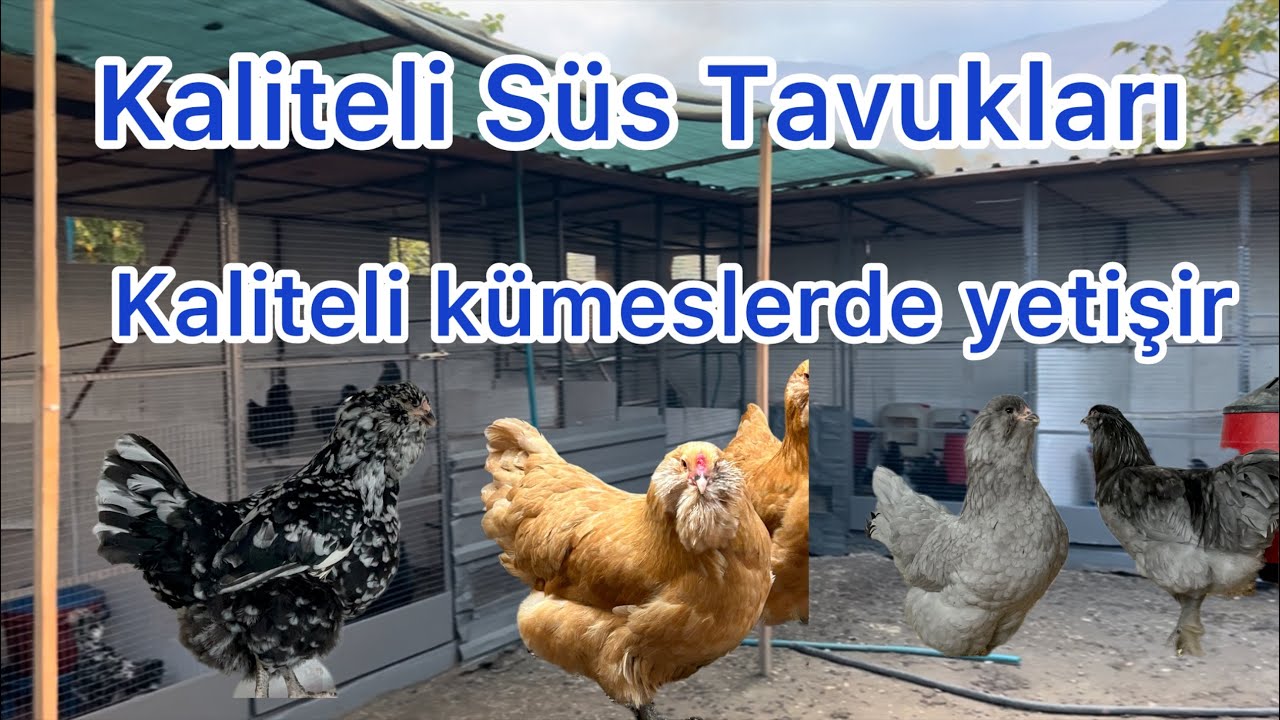 ÇİFTLİĞİMİZDE BÜYÜK DEĞİŞİM ÇOK BEĞENECEKSİNİZ‼️‼️