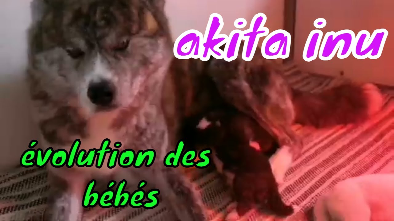 évolution d'une portée de bébés akita de la naissance jusqu'à leur départ !