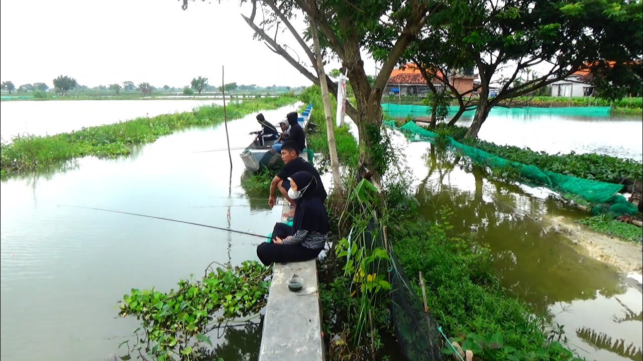Gak kira2 rezekinya pemancing suami istri ini Baru pertama kali mancing kesini panen ikan mas