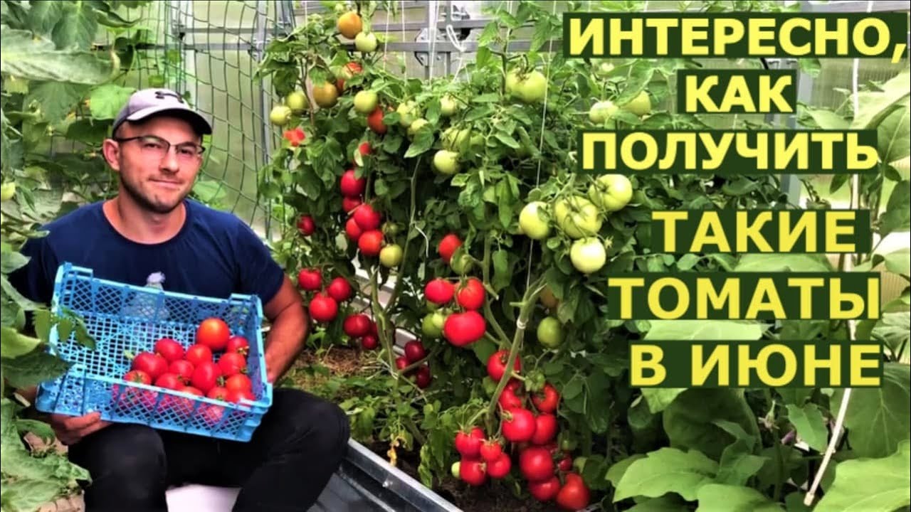 Что делали, чтобы в июне собрать урожай томатов в Подмосковье?