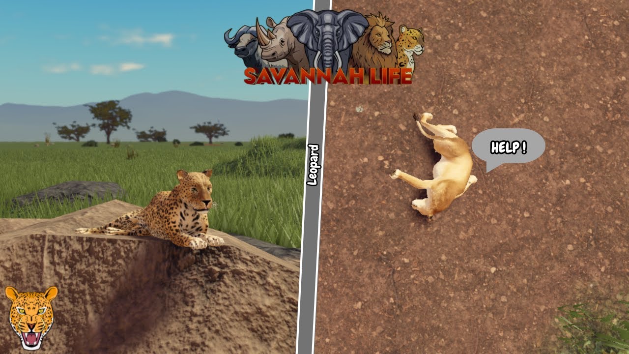 Hunting Players as Leopard in Savannah Life ⏐ Roblox PT2 🐆