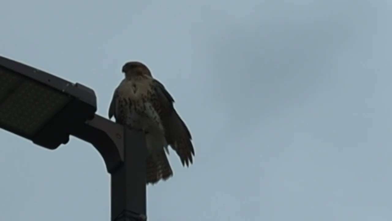 20220806 Aerial Predator