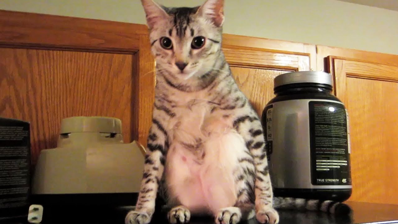 WEIRD KITTY