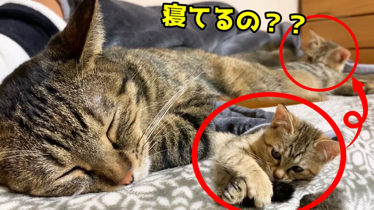 寝ながら子猫と遊んであげるハイスペックなお姉ちゃん猫 She plays with the kitten while sleeping