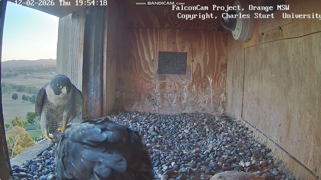 FalconCam Project CSU Orange -   Gimbir & Diamond, spotkanie wieczorowa porą  2026 02 12