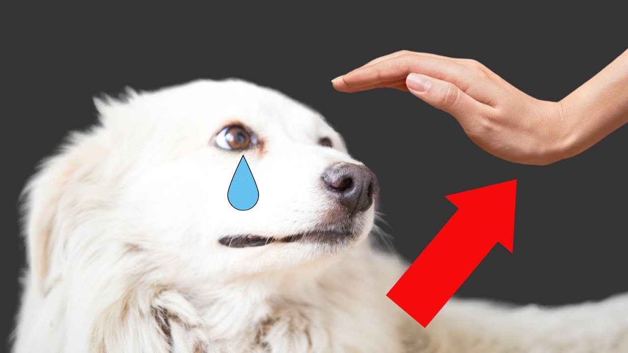 12 menschliche Verhaltensweisen, die Hunde am meisten hassen