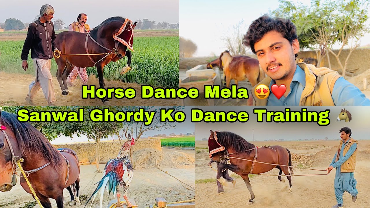 Horse Dance Mela 😍❤️ || Sanwal Ghorday Ko Khud  Dance Training Krwai🐴