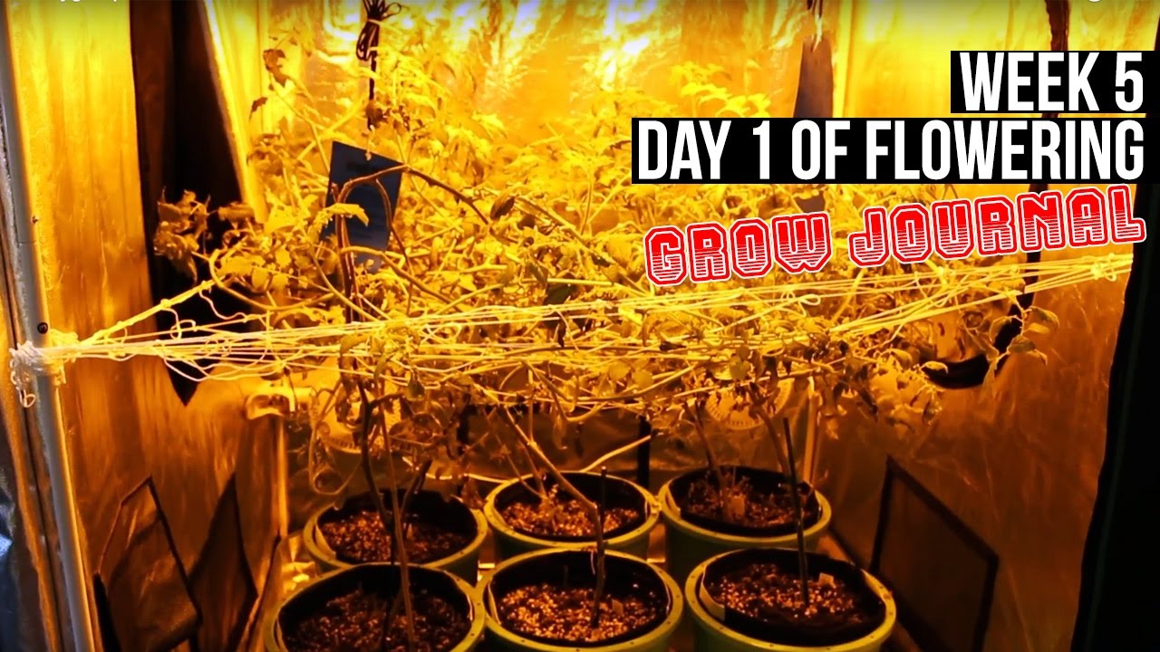 Complete Hydro Grow Tent Kit System - Week 5 Grow Journal | Flowering in Your Garden Begins!