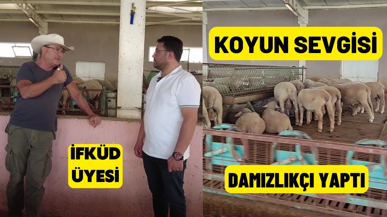 KOYUN SEVGİSİ DAMIZLIKÇI YAPTI (Bir Iledefrance Çiftliği İFKÜD Üyesi)