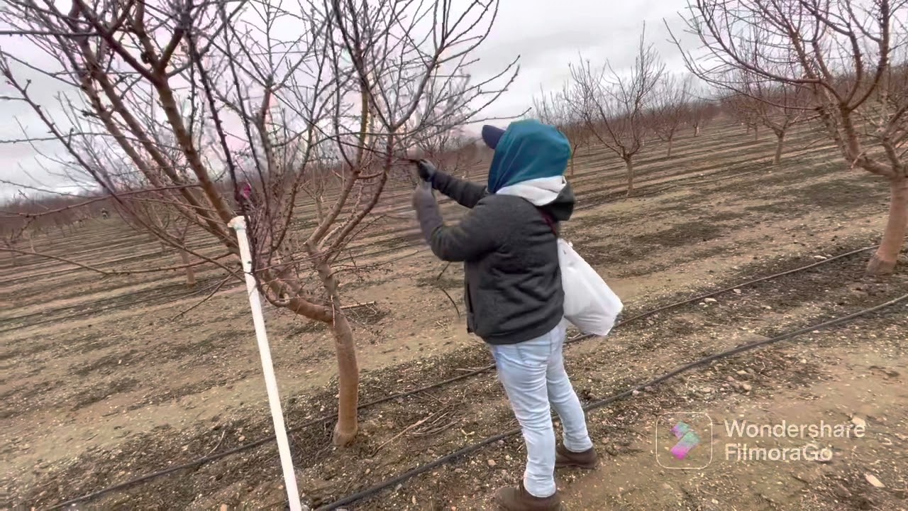 Así trabajan los paisanos amarrando árboles de almendra