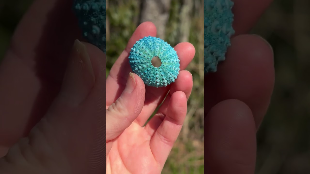 🐚4 Creative DIY Ideas using Colored Urchins👇🏼  #Flshelling