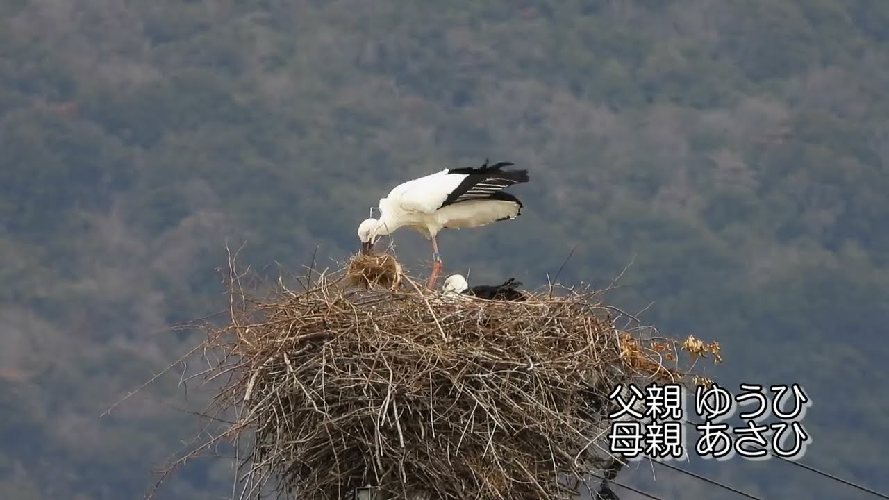 鳴門コウノトリ 2026/03/04 撮影 成長記録 徳島県鳴門市