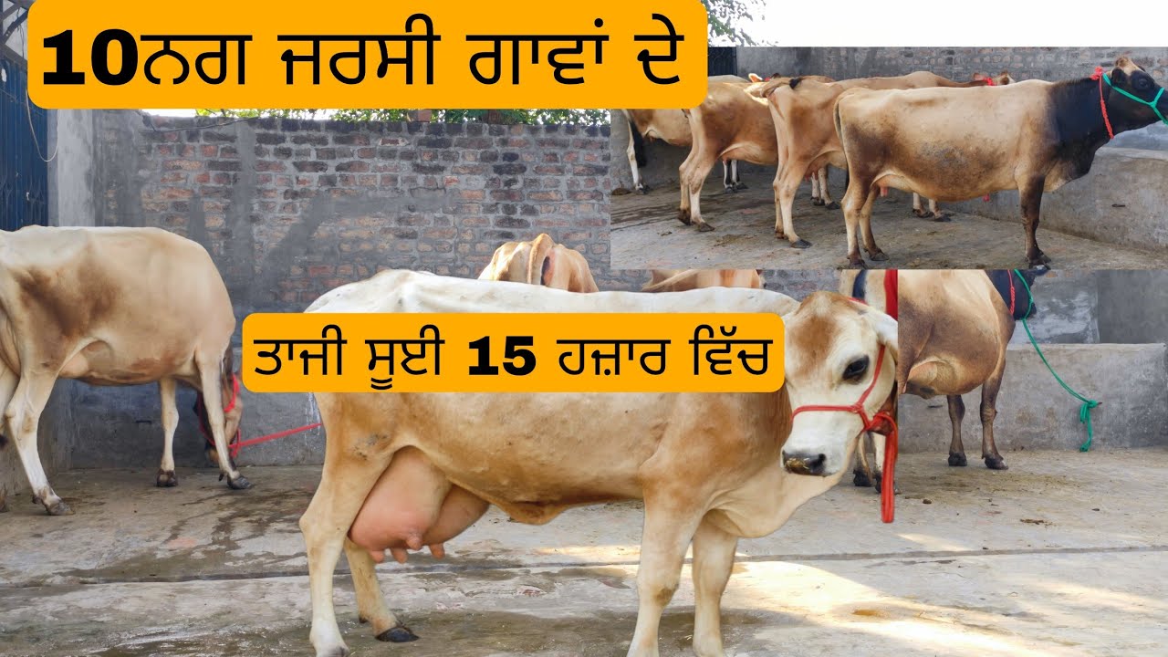 10 ਨਗ ਸਬ ਤੋ ਸਸਤੀਆਂ ਜਰਸੀ ਨਸਲ ਦੀਆਂ ਗਾਵਾਂ ਵਿਕਾਉ ਪਿੰਡ ਸੁੱਖੇਵਾਲਾ ਨੇੜੇ ਜੀਰਾ