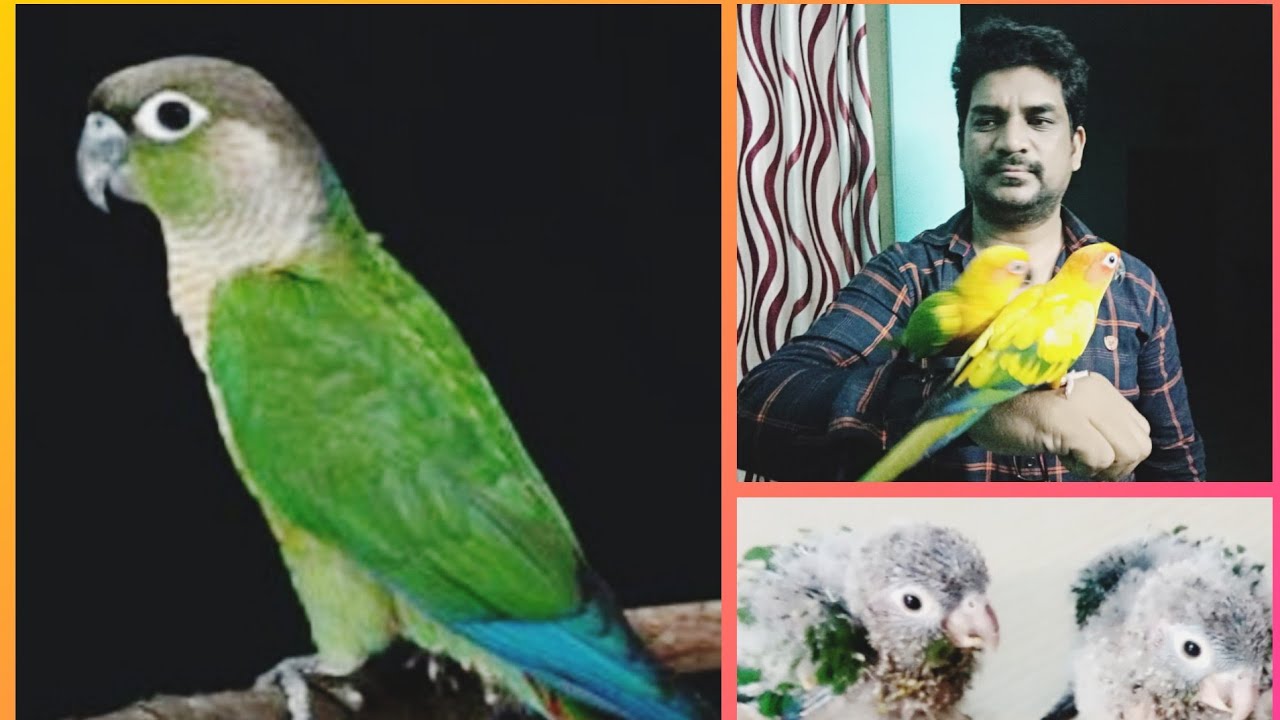 How to Hand Feeding || Green cheeked Conure || By Asif