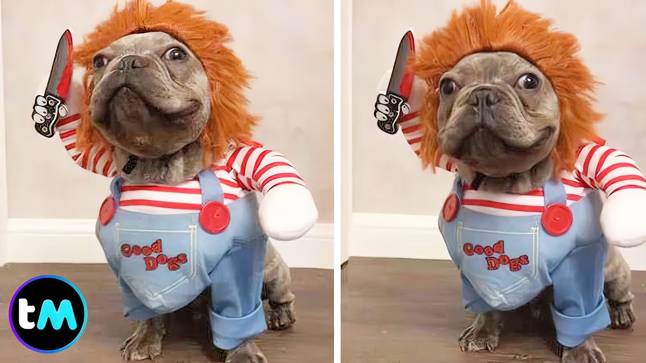 Los DISFRACES DE HALLOWEEN Para PERROS Más Divertidos Y Ridículos 🎃🐶