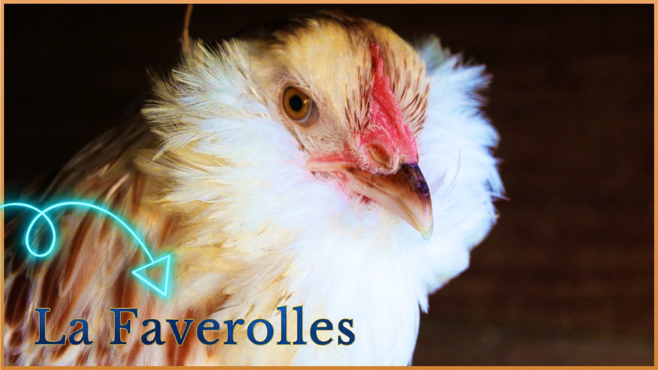 La Faverolles ! Bonne pondeuse, plumage, croisement....