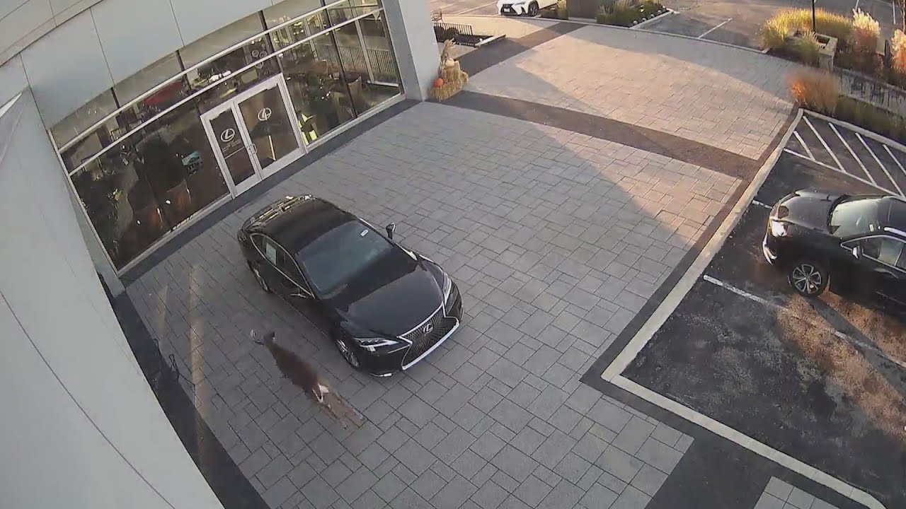 Deer breaks into suburban nursing home, runs through halls; No injuries reported