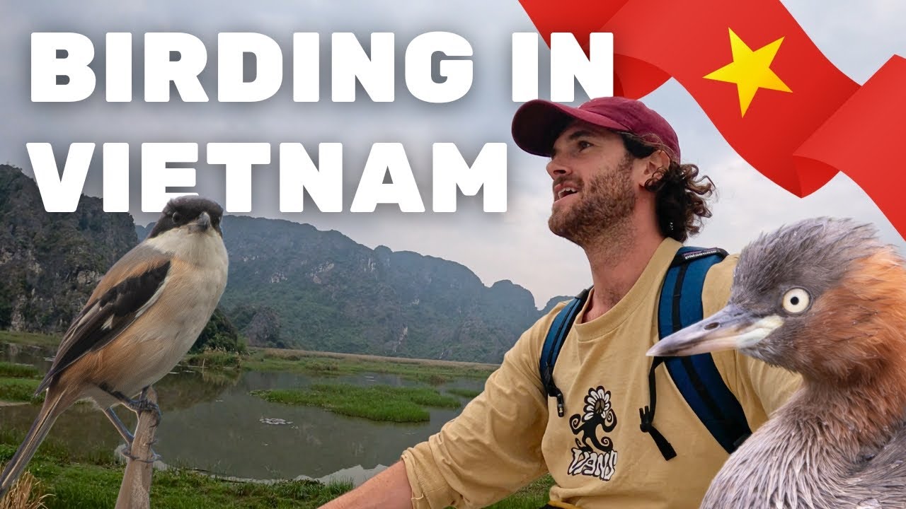 Van Long Nature Reserve - A Day Of Birdwatching in Vietnam 🇻🇳
