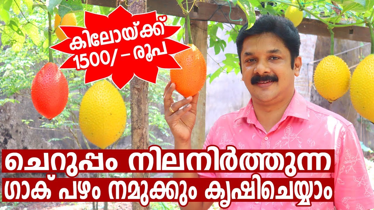 യവ്വനം നിലനിർത്താൻ ഗാക് ഫ്രൂട്ട് | Gac Fruit Farming Malayalam